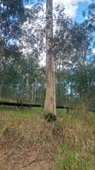Eucalypteae