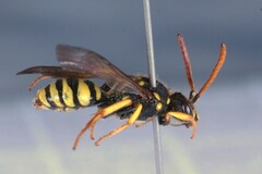 Nomada succincta