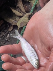 Oncorhynchus kisutch