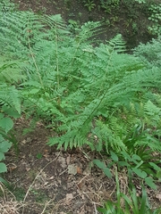 Dryopteris dilatata
