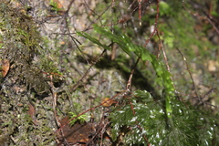 Hymenophyllum scabrum