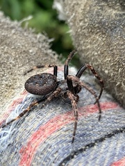 Nuctenea umbratica