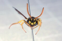 Nomada succincta