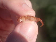 Hemigrapsus sanguineus