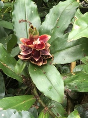 Costus