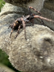 Nuctenea umbratica