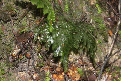 Hymenophyllum scabrum