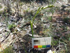 Thelymitra epipactoides