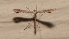 Stenoptilodes taprobanes
