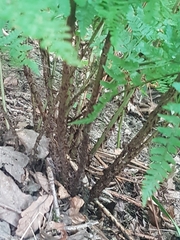 Dryopteris dilatata