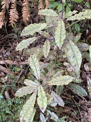 Quintinia serrata