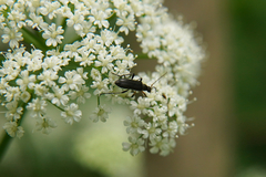Grammoptera ruficornis