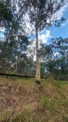 Eucalypteae