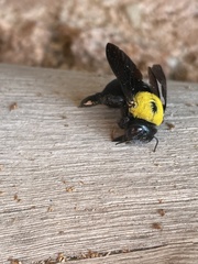 Xylocopa pubescens