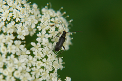 Grammoptera ruficornis