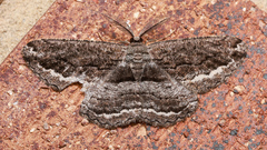 Scioglyptis canescaria