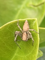 Oxyopes amoenus