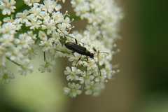 Grammoptera ruficornis