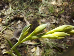 Thelymitra epipactoides