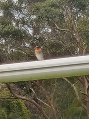 Hirundo neoxena