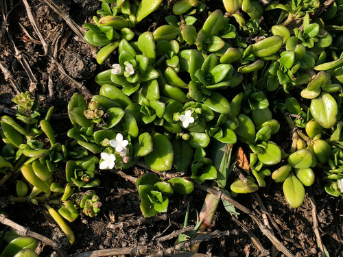 Leptopetalum strigulosum, photograph 1