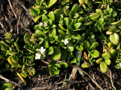 Leptopetalum strigulosum, photograph Cheng-Tao Lin, CC BY, iNaturalist via GBIF