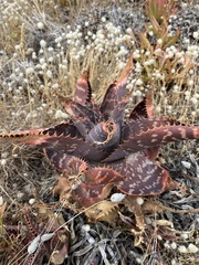 Aloe maculata