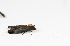 Lophoptera brunnama