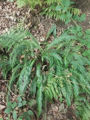 Struthiopteris spicant