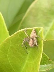 Oxyopes amoenus