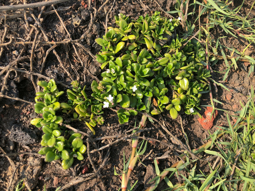 Leptopetalum strigulosum, photograph 2