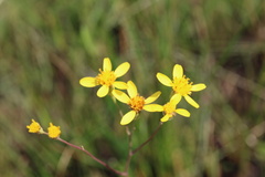 Senecio glaberrimus