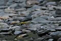 Motacilla cinerea