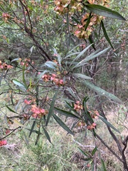 Dodonaea viscosa