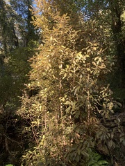 Quintinia serrata