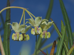 Gomphocarpus fruticosus
