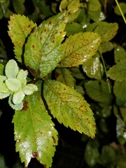 Blumeriella filipendulae