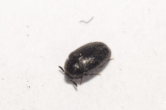 Dermestidae