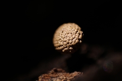 Tubifera microsperma