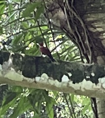 Chrysophlegma miniaceum