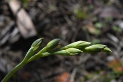 Thelymitra epipactoides