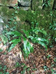 Asplenium scolopendrium scolopendrium