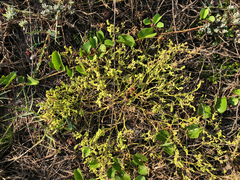 Chenopodium acuminatum