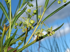 Gomphocarpus fruticosus