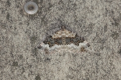 Epirrhoe galiata