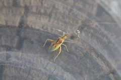 Harmostes reflexulus