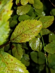 Blumeriella filipendulae