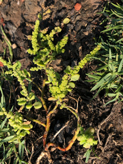 Chenopodium acuminatum