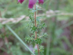 Erica ciliaris