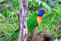 Trichoglossus moluccanus